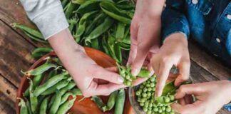 Jak i kiedy sadzić groszek wonny oraz jak o niego dbać?