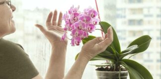 Pelargonia aromatyczna znana jako anginka - Hodowla i właściwości terapeutyczne rośliny w warunkach domowych