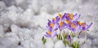 Odporność i urok kwiatów wiosennych które kwitną pomimo śnieżnej pokrywy