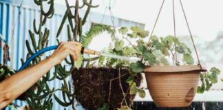 Wybór odpowiednich doniczek do wnętrz i ogrodów – Poradnik