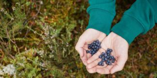 Wskazówki dotyczące właściwego cięcia borówki amerykańskiej w porze wiosennej