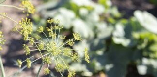 Zastosowanie kopru w kuchni