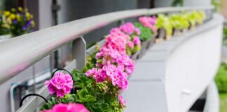 Najlepsze nawozy dla pelargonii na balkonie