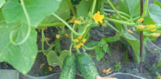 Jak uprawiać odporne ogórki - praktyczny poradnik