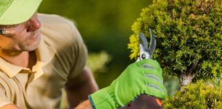 Czy tuje mogą być szkodliwe dla ogrodu? Wszystko, co powinieneś wiedzieć o toksyczności tuji