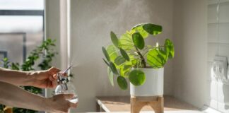 Najlepsze rośliny doniczkowe do łazienki - jakie kwiaty doniczkowe sprawdzą się w łazience?