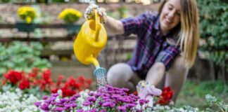 Jakie rośliny można uprawiać w ogrodzie jako kocanki? Wprowadzenie do uprawy i zastosowania kocanek