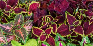 11 popularnych zimozielonych roślin liściastych do uprawy w ogrodzie