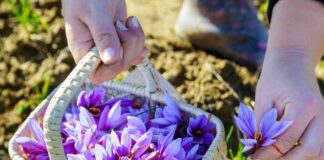 Kwiaty fioletowe w ogrodzie - jakie rośliny mają fioletowe kwiaty?