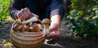 Polacy zbierają różne gatunki grzybów