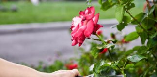 Jak i kiedy przesadzać róże w ogrodzie, aby to zrobić prawidłowo?