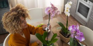 Jak dbać o storczyki i gdzie ustawić doniczkę do storczyków - wideo tutorial.