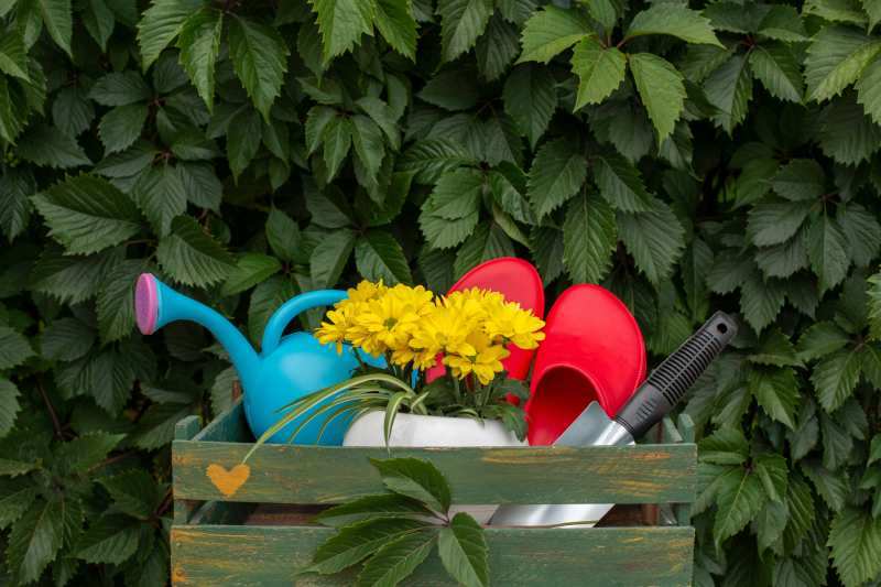 Barwne kwiaty na rabatach i w doniczkach - zdjęcia różnokolorowych odmian nachylków.