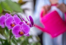 Jak odratować orchideę - sprawdzone porady dla chorych roślin