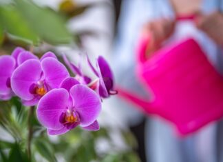 Jak odratować orchideę - sprawdzone porady dla chorych roślin