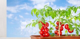Dlaczego pomidory kwitną, ale nie owocują? Jak skutecznie zapylać pomidory?